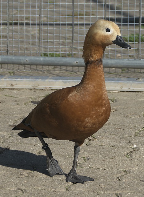 福克斯