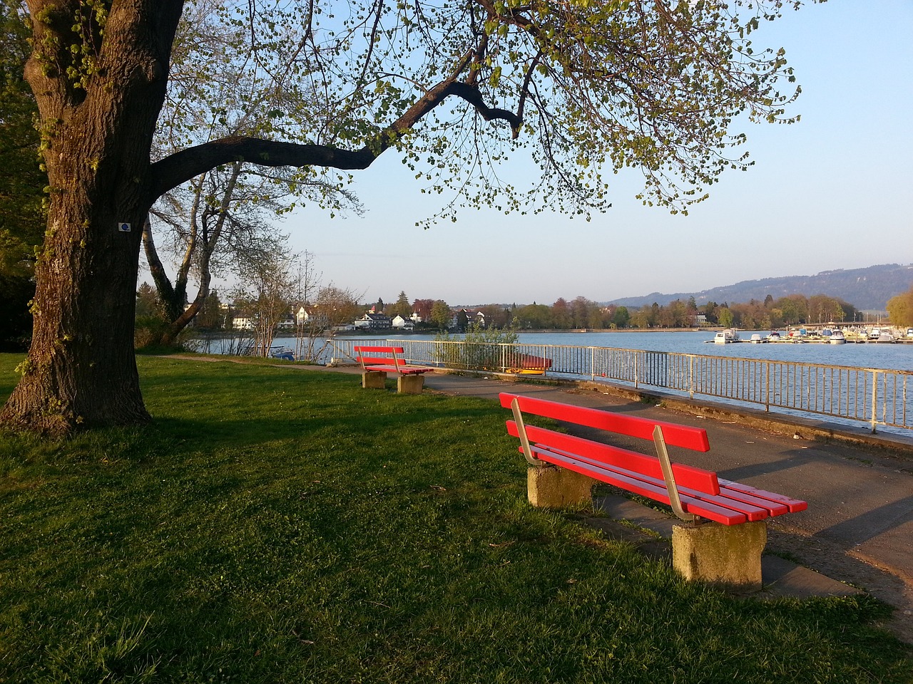 中鋒尼克 中鋒尼克